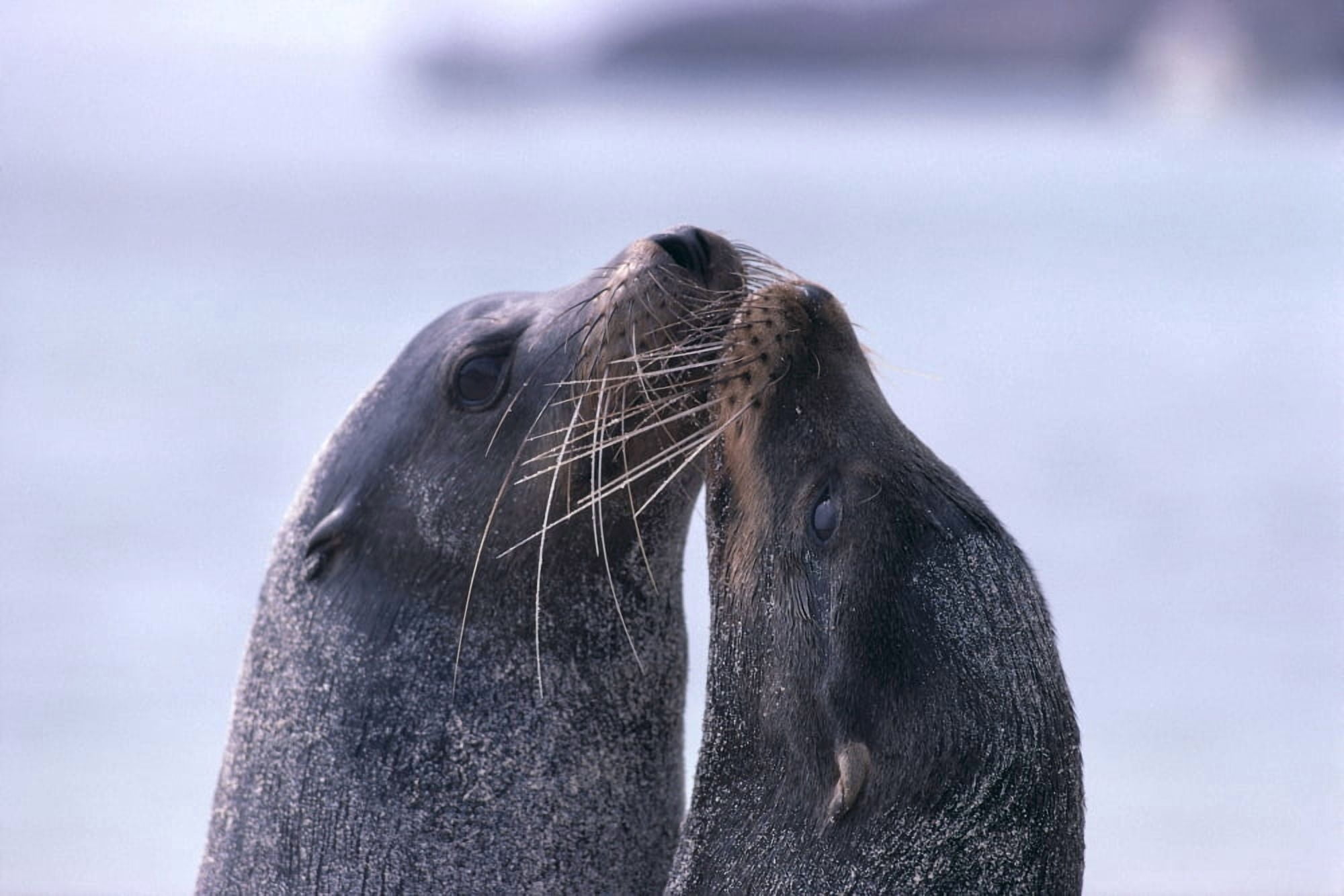 Galapagos Islands Sea Lions Heads Together Close-Up (Zalophus Californianu) A96D Canvas Art - Ed Robinson Design Pics (19 x 12)