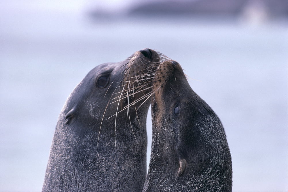 Galapagos Islands Sea Lions Heads Together Close-Up (Zalophus Californianu) A96D Canvas Art - Ed Robinson Design Pics (38 x 24)