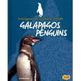 thumbnail image 1 of Galapagos Penguins, 1 of 1