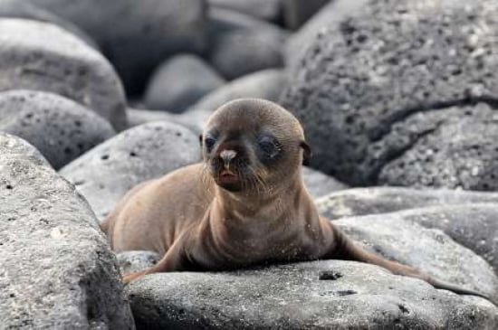 Galapagos Sea Lion Pup Canvas Art - Ilan Ben Tov (20 x 28)