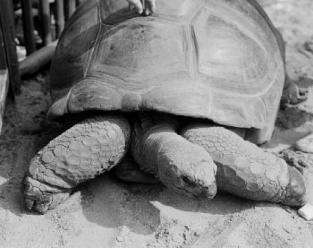 Galapagos giant tortoise (Geochelone nigra) outdoors Canvas Art - (18 x 24)