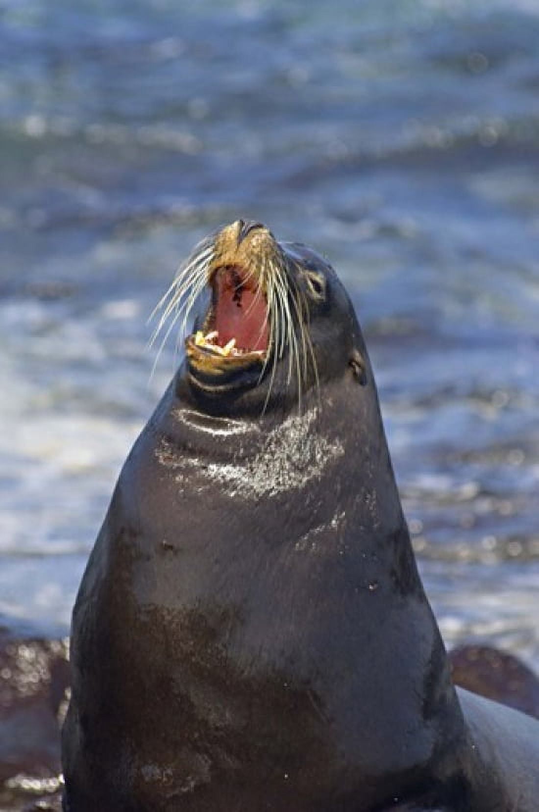 Galapagos sea lion (Zalophus wollebaeki) on the beach Galapagos Islands Ecuador Canvas Art - Panoramic Images (11 x 16)