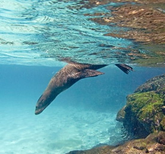 Galapagos sea lion (Zalophus wollebaeki) swimming underwater Galapagos Islands Ecuador Canvas Art - Panoramic Images (24 x 23)
