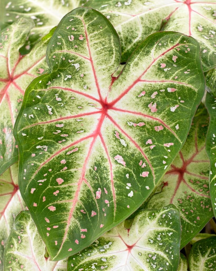 Galaxy Caladium Bulbs for Planting - Perennial Hosta, Elephant Ears, Fancy (10 Bulbs)