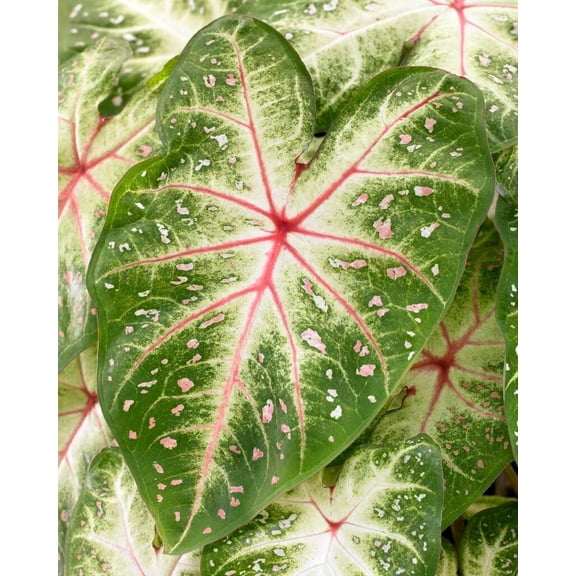Galaxy Caladium Bulbs for Planting - Perennial , Fancy (20 Bulbs)
