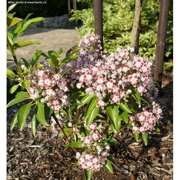 Galaxy Mountain Laurel-Kalmia latifolia 'Galaxy'-Evergreen Shrub with Pink Blooms 3 Gallon