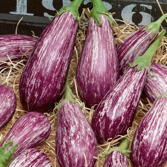 Galaxy of Stars Eggplant Seeds - 4 Oz ~26000 Seeds - Non-GMO - Vegetable Garden - Solanum melongena