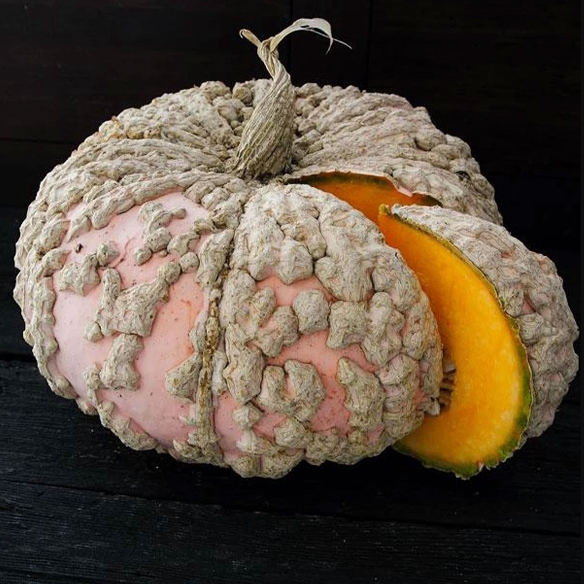 Sustainable Seed Company Galeux D'eysines Squash Seeds