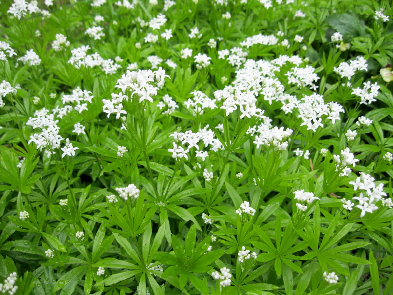 Galium odoratum - Sweet Woodruff - Live Starter Plant in a 3" Pot.