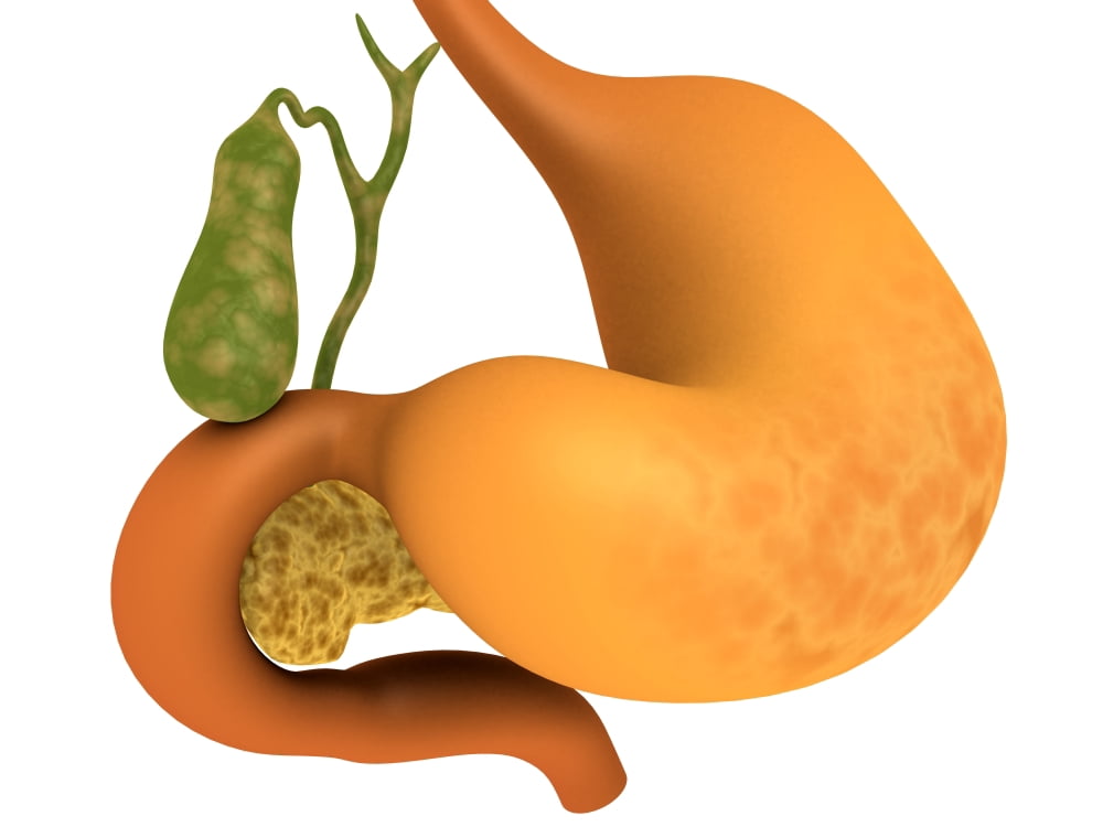 Gall bladder with stomach Canvas Art - Stocktrek Images (17 x 13)