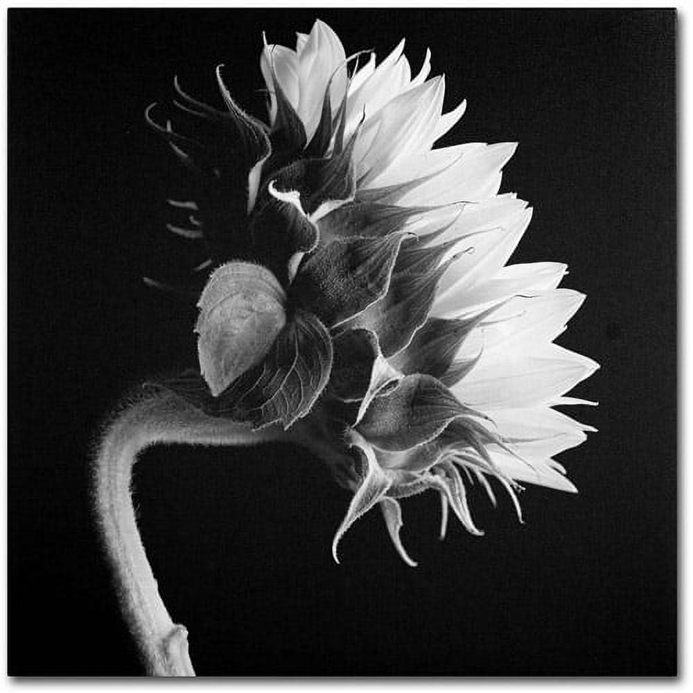Black and White Sunflower Canvas Wall Art, 14 x 14