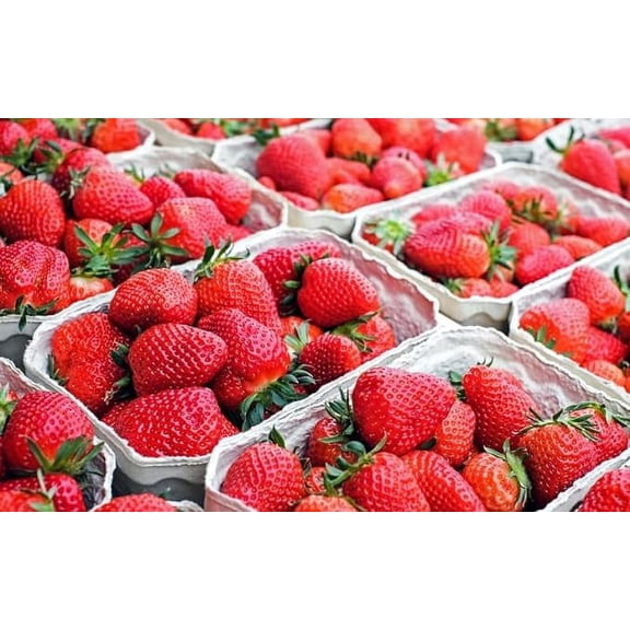 Galletta Strawberry Plants - Bare Root Plants, Grow Strawberries - No Ship to California (15 Plants)
