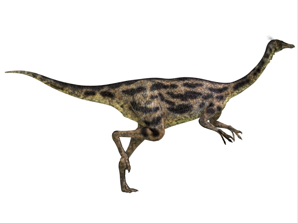 Gallimimus dinosaur Canvas Art - Corey FordStocktrek Images (17 x 13)