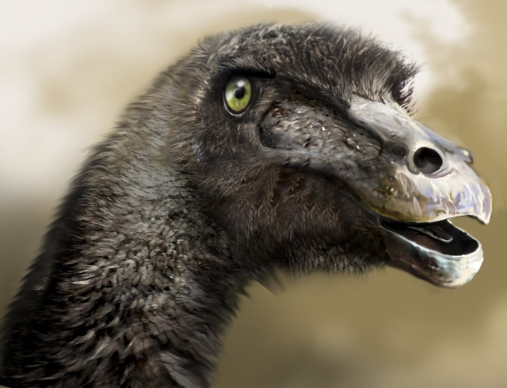 Gallimimus portrait Canvas Art - Jan SovakStocktrek Images (16 x 13)