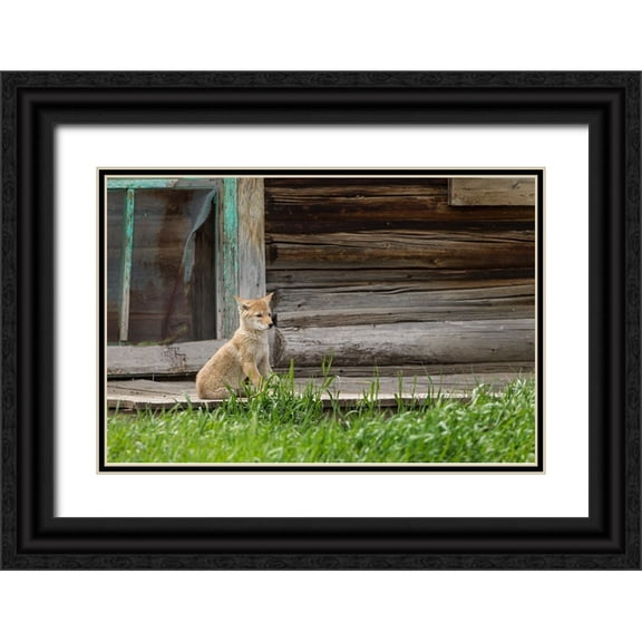 Galloimages Online 14x11 Black Ornate Wood Framed with Double Matting Museum Art Print Titled - Coyote By Log Cabin Door