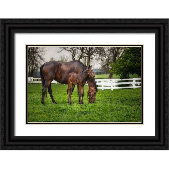 Galloimages Online 14x11 Black Ornate Wood Framed with Double Matting Museum Art Print Titled - Mare And Foal Together