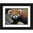 thumbnail image 1 of Galloimages Online 14x11 Black Ornate Wood Framed with Double Matting Museum Art Print Titled - Red Panda, 1 of 4