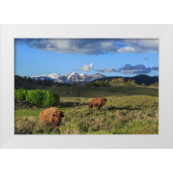 Galloimages Online 14x11 White Modern Wood Framed Museum Art Print Titled - Bison With Mountains (YNP)