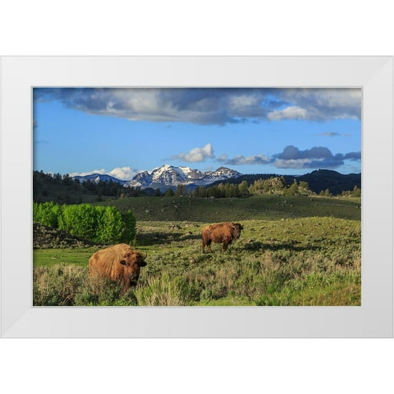 Galloimages Online 14x11 White Modern Wood Framed Museum Art Print Titled - Bison With Mountains (YNP)