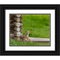 thumbnail image 1 of Galloimages Online 14x12 Black Ornate Wood Framed with Double Matting Museum Art Print Titled - Coyote Pup on Log Cabin Porch, 1 of 4