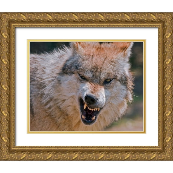 Galloimages Online 14x12 Gold Ornate Wood Framed with Double Matting Museum Art Print Titled - Wolf