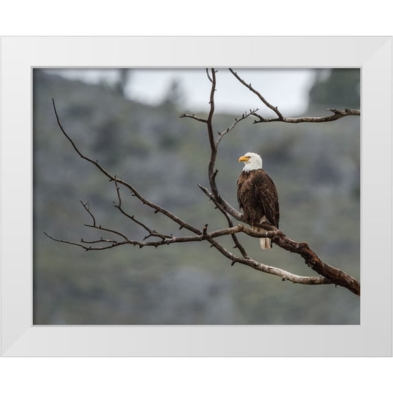 Galloimages Online 14x12 White Modern Wood Framed Museum Art Print Titled - Bald Eagle Perched in YNP
