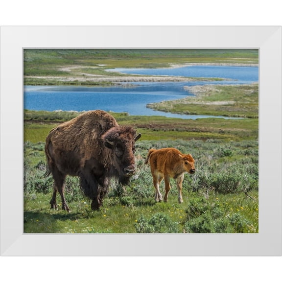 Galloimages Online 14x12 White Modern Wood Framed Museum Art Print Titled - Bison Cow and Calf YNP
