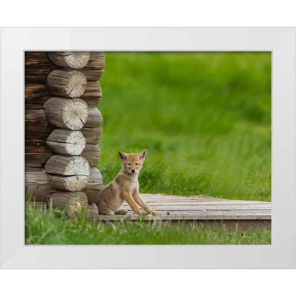 Galloimages Online 14x12 White Modern Wood Framed Museum Art Print Titled - Coyote Pup on Log Cabin Porch