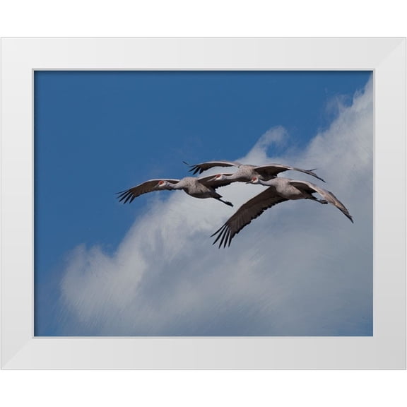 Galloimages Online 14x12 White Modern Wood Framed Museum Art Print Titled - Sandhill Crane 3 Oil Paint
