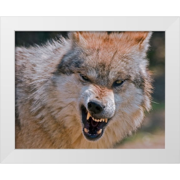 Galloimages Online 14x12 White Modern Wood Framed Museum Art Print Titled - Wolf