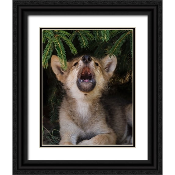 Galloimages Online 15x18 Black Ornate Wood Framed with Double Matting Museum Art Print Titled - Wolf Pup Howls