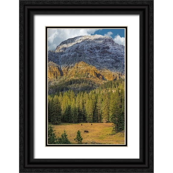 Galloimages Online 17x24 Black Ornate Wood Framed with Double Matting Museum Art Print Titled - Bison Grazing In The Yellowstone Grand Landscape