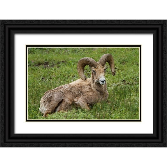 Galloimages Online 18x13 Black Ornate Wood Framed with Double Matting Museum Art Print Titled - Big Horn Ram Yellowstone