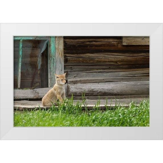 Galloimages Online 18x13 White Modern Wood Framed Museum Art Print Titled - Coyote By Log Cabin Door