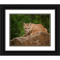 thumbnail image 1 of Galloimages Online 18x15 Black Ornate Wood Framed with Double Matting Museum Art Print Titled - Mountain Lion Lunch, 1 of 4