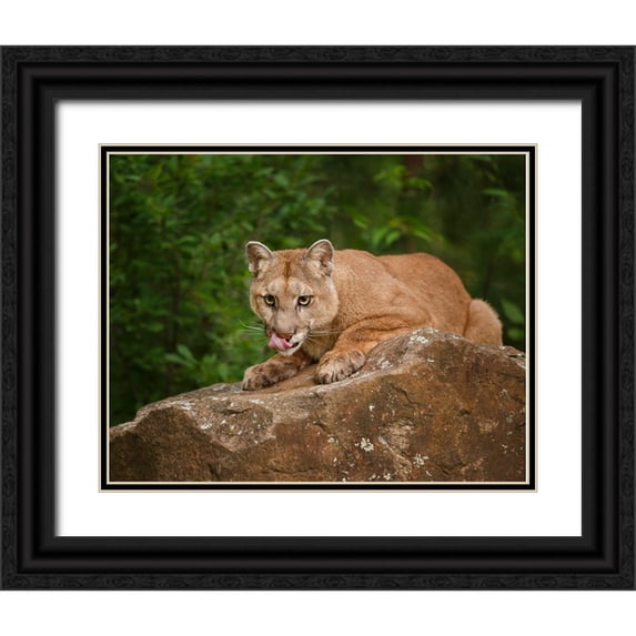 Galloimages Online 18x15 Black Ornate Wood Framed with Double Matting Museum Art Print Titled - Mountain Lion Lunch