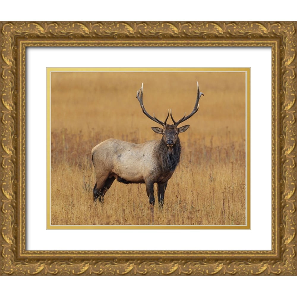 Galloimages Online 18x15 Gold Ornate Wood Framed with Double Matting ...
