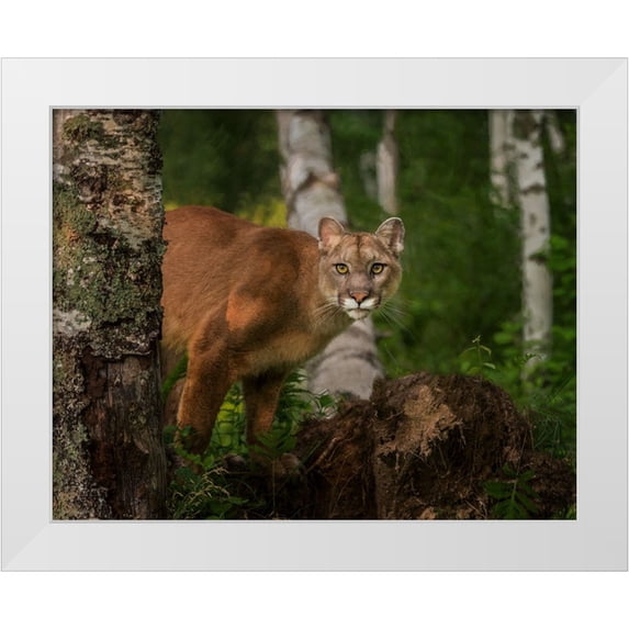 Galloimages Online 18x15 White Modern Wood Framed Museum Art Print Titled - Inquistive Mountain Lion