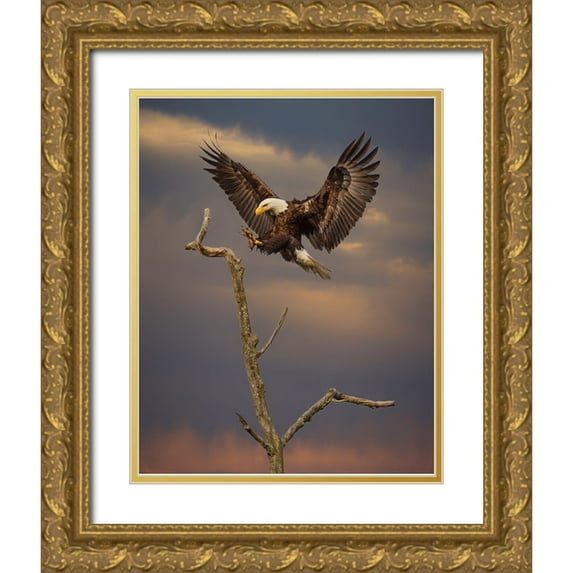 Galloimages Online 20x24 Gold Ornate Wood Framed with Double Matting Museum Art Print Titled - Eagle Landing on Branch