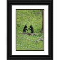 thumbnail image 1 of Galloimages Online 23x32 Black Ornate Wood Framed with Double Matting Museum Art Print Titled - Black Bear Cubs (YNP), 1 of 4