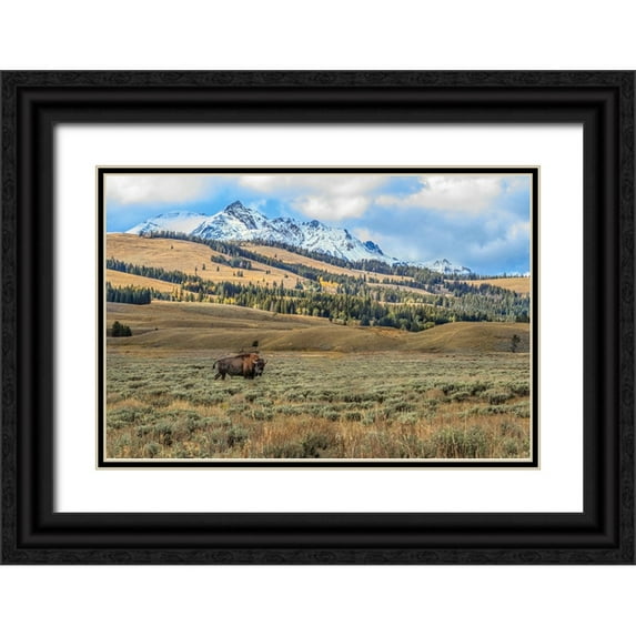 Galloimages Online 24x17 Black Ornate Wood Framed with Double Matting Museum Art Print Titled - Bison By Electric Peak (YNP)