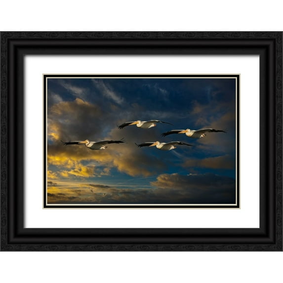 Galloimages Online 24x17 Black Ornate Wood Framed with Double Matting Museum Art Print Titled - Pelican Foursome
