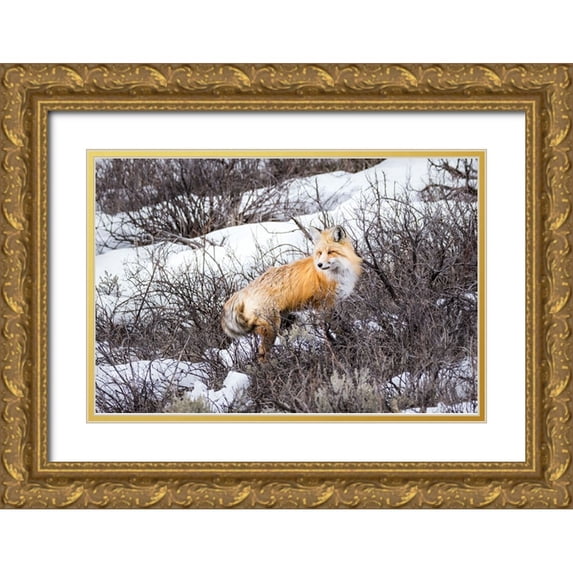 Galloimages Online 24x17 Gold Ornate Wood Framed with Double Matting Museum Art Print Titled - Red Fox 2