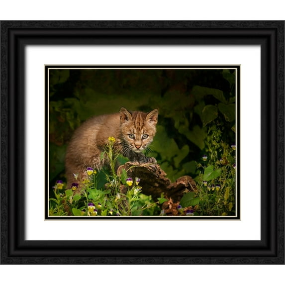 Galloimages Online 24x20 Black Ornate Wood Framed with Double Matting Museum Art Print Titled - Bobcat Kitten Poses On Log