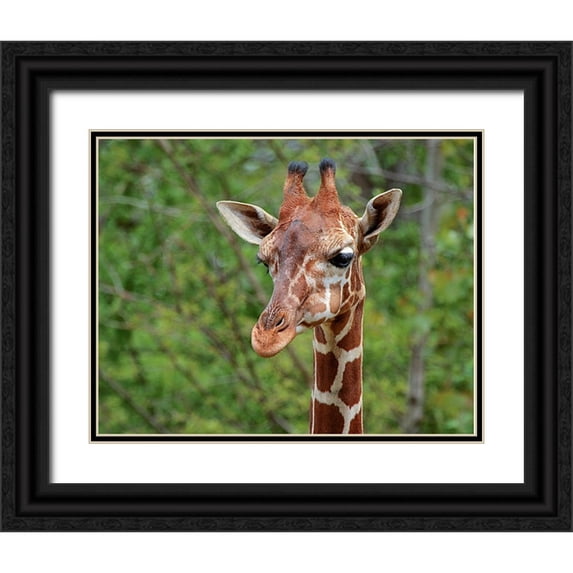 Galloimages Online 24x20 Black Ornate Wood Framed with Double Matting Museum Art Print Titled - Giraffe
