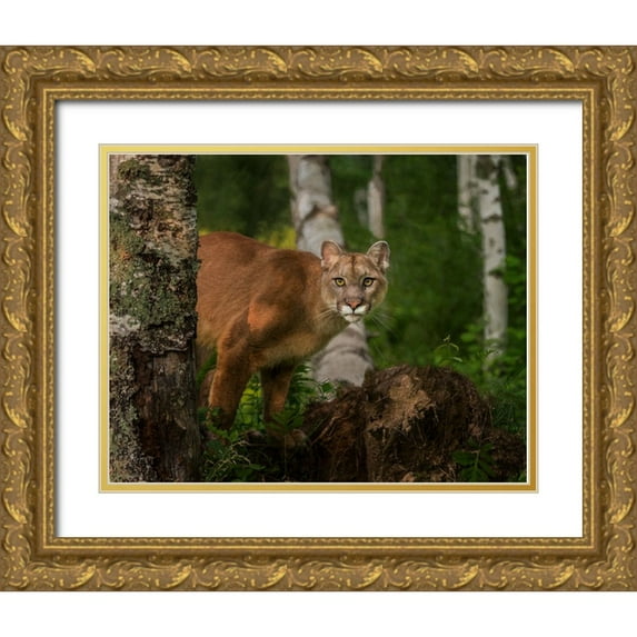 Galloimages Online 24x20 Gold Ornate Wood Framed with Double Matting Museum Art Print Titled - Inquistive Mountain Lion