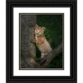 thumbnail image 1 of Galloimages Online 26x32 Black Ornate Wood Framed with Double Matting Museum Art Print Titled - Bobcat Kitten Poses Against Tree Trunk, 1 of 4