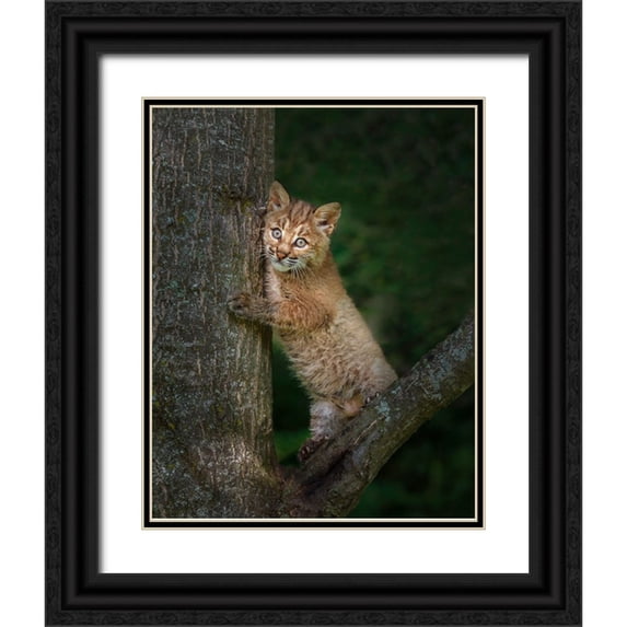 Galloimages Online 26x32 Black Ornate Wood Framed with Double Matting Museum Art Print Titled - Bobcat Kitten Poses Against Tree Trunk