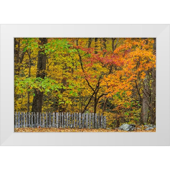 Galloimages Online 32x23 White Modern Wood Framed Museum Art Print Titled - Fall Fence Scene