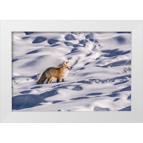 Galloimages Online 32x23 White Modern Wood Framed Museum Art Print Titled - Red Fox Feb 2018